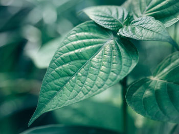 Close-up of green leaves