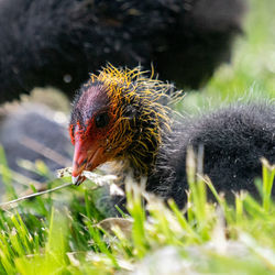 Close-up of a bird in a field