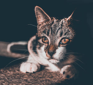 Close-up portrait of a cat