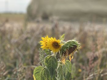 Close-up of yellow flowering plant on field