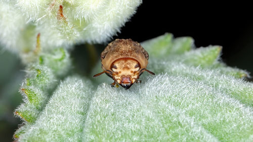 Close-up of insect on plant