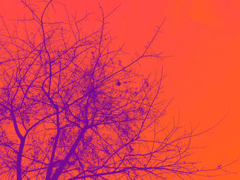 Low angle view of bare tree against orange sky