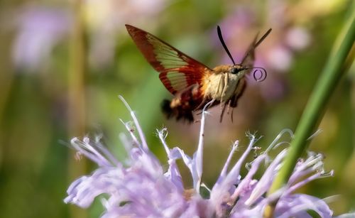 Close-up of butterfly on purple flower