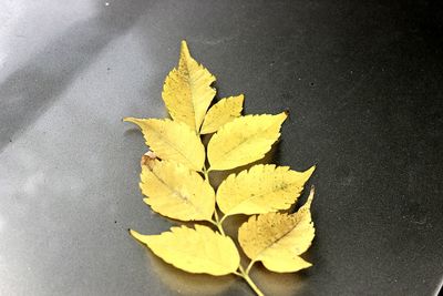 High angle view of maple leaves on street