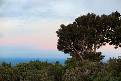 Trees by sea against sky during sunset