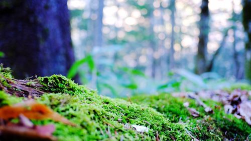Close-up of moss growing on tree trunk