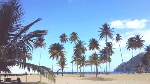 Palm trees on beach against sky