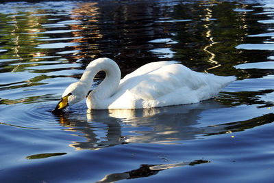Swan floating on lake
