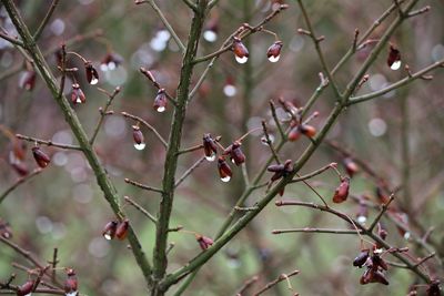 Close-up of flowers on branch