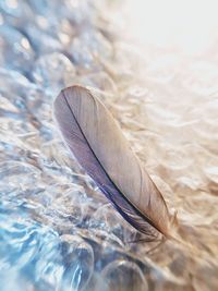 Close-up of feather