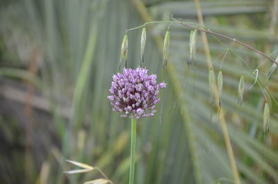 Close-up of purple flowering plant in field