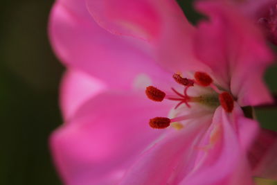 Close-up of pink flowering plant