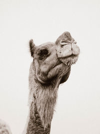 camel