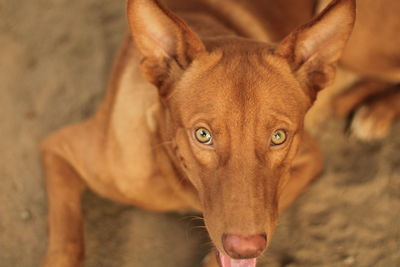 Close-up portrait of dog