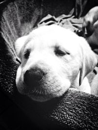 Close-up of dog resting