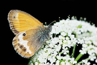 Close-up of butterfly pollinating on flower