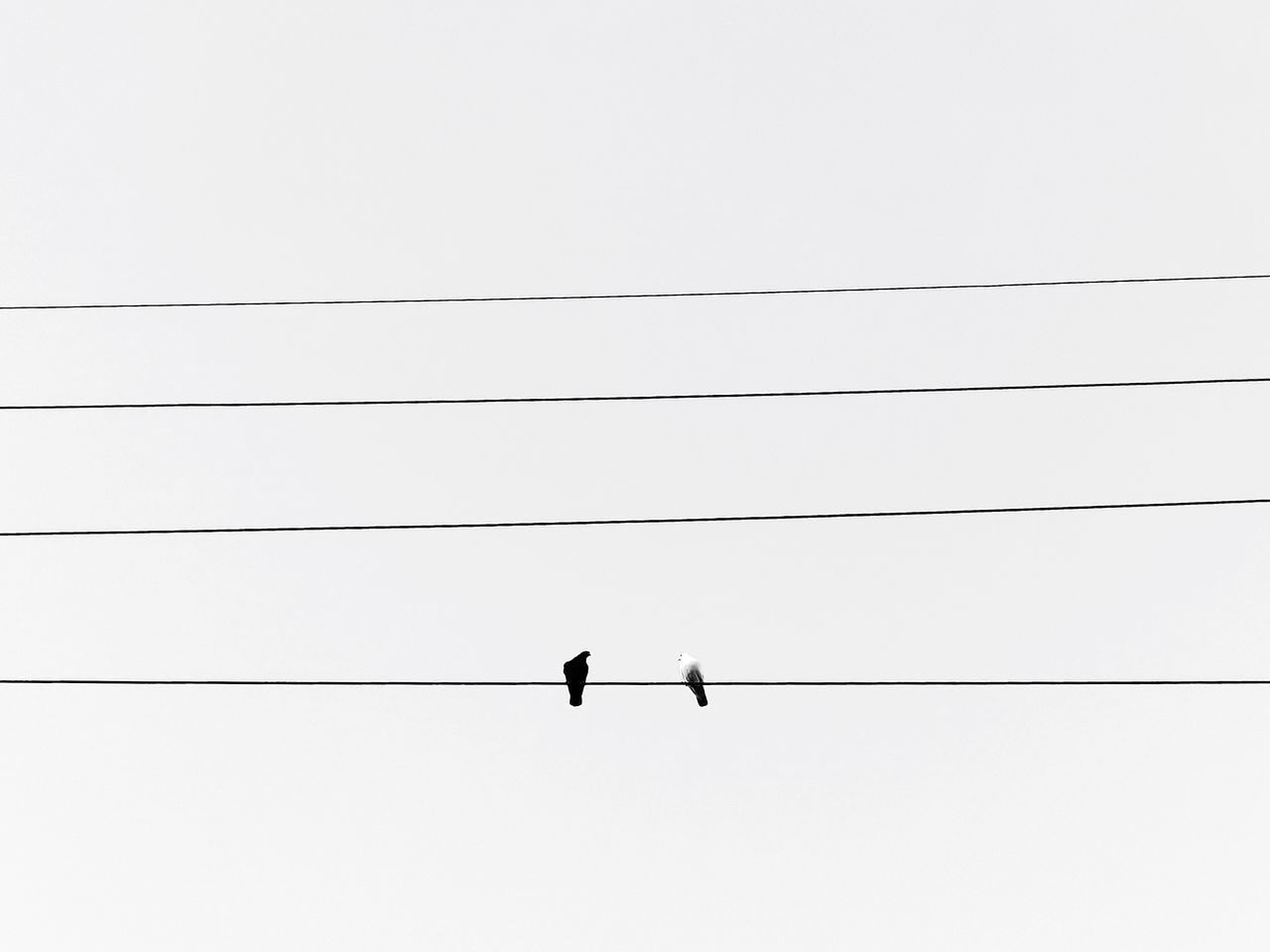 LOW ANGLE VIEW OF BIRDS ON CABLE