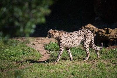 Cheetah walking on grass