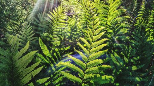 Sunbeam falling onto ferns