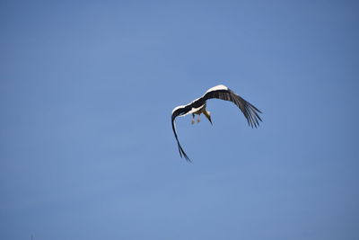 Low angle view of seagull flying in sky