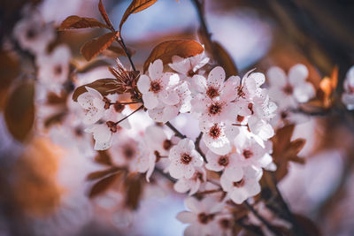 Close-up of cherry blossom