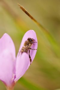 Close-up of bee pollinating on pink flower