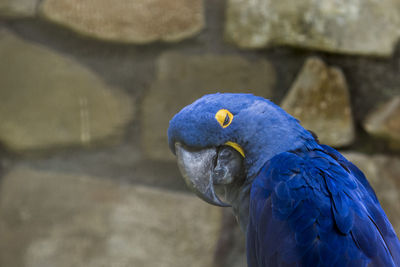 Close-up of blue macaw perching on wood