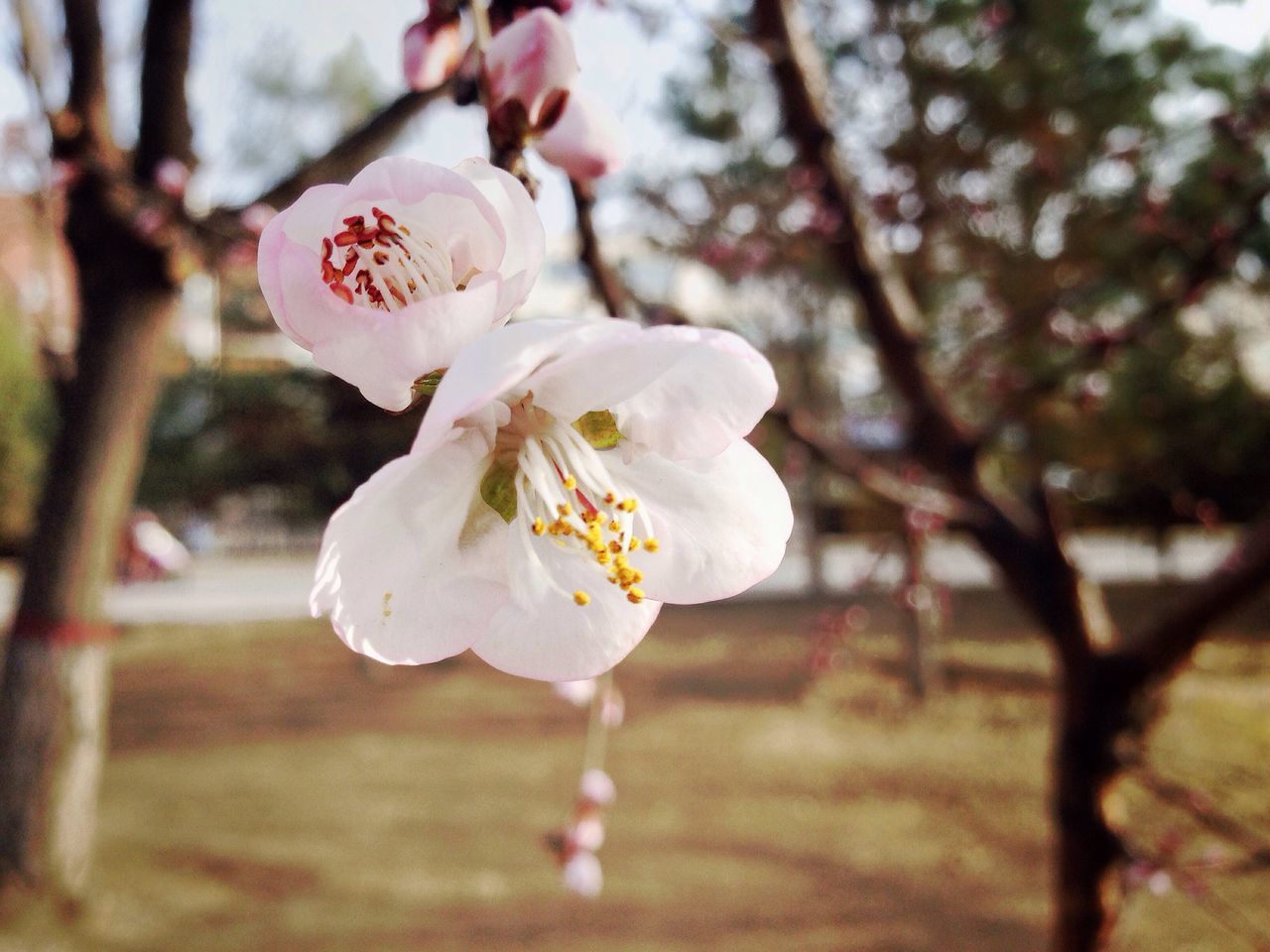 flower, petal, freshness, fragility, focus on foreground, flower head, growth, white color, close-up, beauty in nature, cherry blossom, tree, nature, blossom, blooming, branch, in bloom, stamen, apple tree, springtime