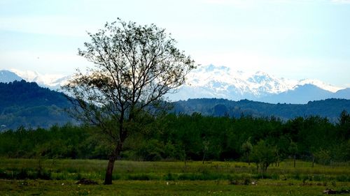 Trees on field against sky