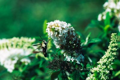 Close-up of insect on flower