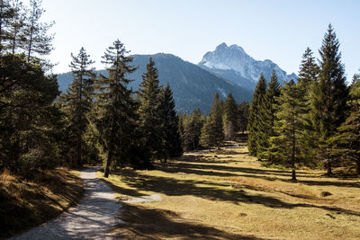 Dirt road amidst trees against sky