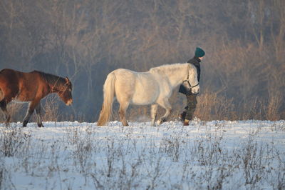 Horses on field during winter