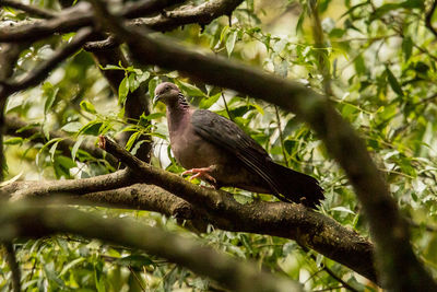 Low angle view of bird perching on tree
