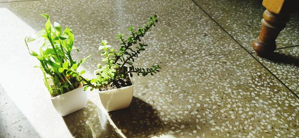 Low section of person standing by potted plants