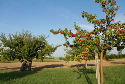 Trees on field against sky