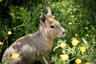 Close-up of rabbit on grass