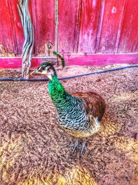 High angle view of peacock