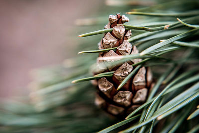 Close-up of wilted plant