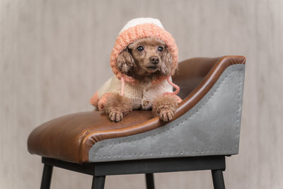 A small dog is lying on a leather chair