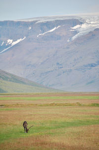 Scenic view of landscape with reindeer over mountain 