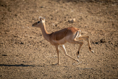 Female common impala trots over gravel pan