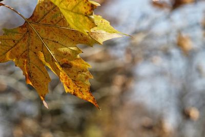 Close-up of maple leaves during autumn