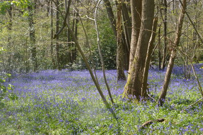 Trees in forest