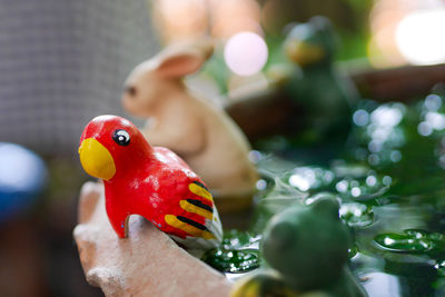 Close-up of parrot perching