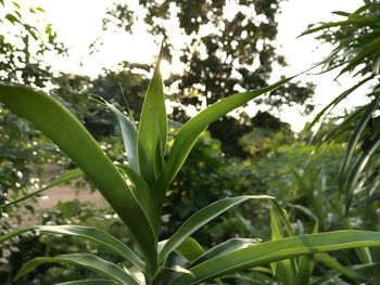 Close-up of plant growing on field