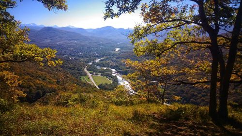 Scenic view of forest