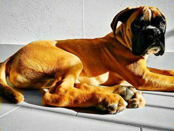 Dog sitting on floor