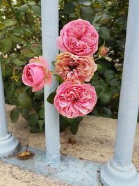 Close-up of pink roses blooming outdoors