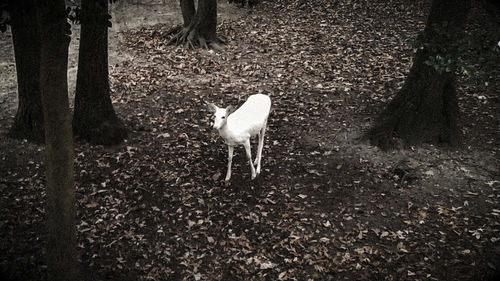 High angle view of horse