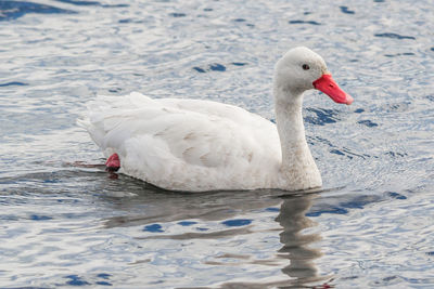 Close-up of swan in lake